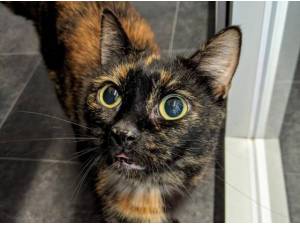 NALA AND KIARA - Domestic Shorthair
crossbreed Photo
