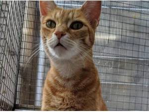 JINX - Domestic Shorthair
crossbreed Photo