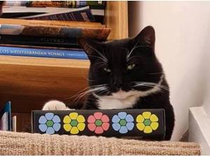 JASPER - Domestic Shorthair
crossbreed Photo