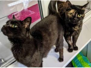 SCRUFF AND RASCAL - Domestic Shorthair
crossbreed Photo