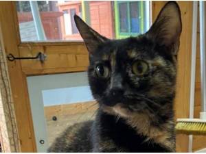 TIDDLER - Domestic Shorthair
crossbreed Photo