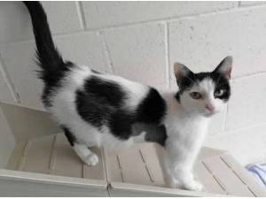 LLAMA - Domestic Shorthair
crossbreed Photo
