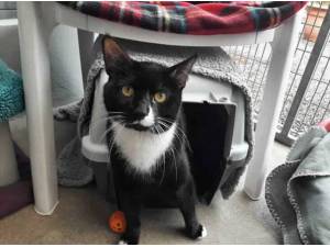 BERNIE - Domestic Shorthair
crossbreed Photo