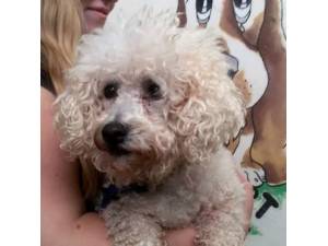 Veronica - Female Bichon Frise Photo