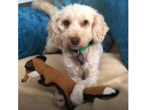 Borneo - Female Cavapoo (Cavalier King Charles Spaniel cross Poodle) Photo