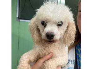 Rocky - Male Bichon Frise Cross Poodle Photo