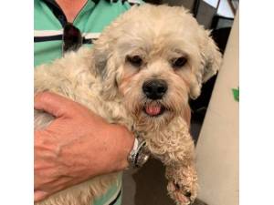 Lynne - Female Shih Tzu Cross Bichon Frise Photo