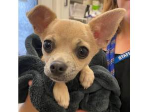 Gaza - Male Chihuahua Photo