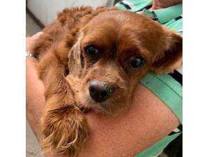 Rainbow - Female Cavalier King Charles Spaniel Photo