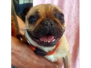 Rosie - Female French Bulldog Photo