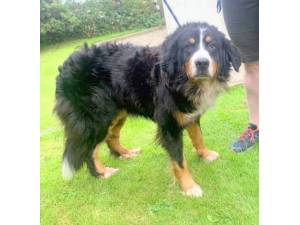 Dusk - Female Bernese Mountain Dog Photo