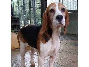 Alice - Female Beagle Photo