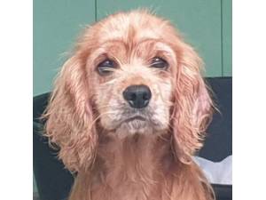 Peggy - Female American Cocker Spaniel Photo