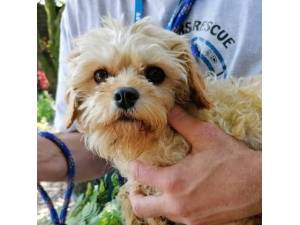 Doves - Female Shih Tzu Cross Photo