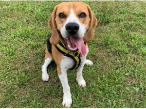 Alan - Male Beagle Photo