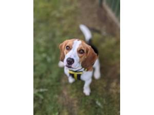 Bailey Beagle - Male Beagle Photo