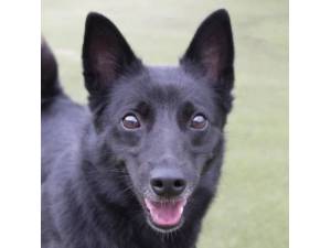 Beauty - Female German Spitz (Klein) Photo