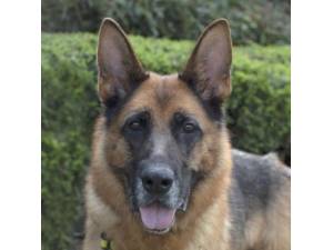 Becky - Female German Shepherd Dog (GSD / Alsatian) Photo