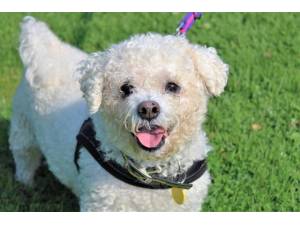 Benji - Male Bichon Frise Photo