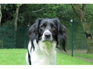 Benny - Male Spaniel: English Springer Photo