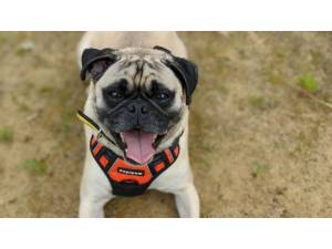 Benson - Male Pug Photo