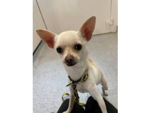 Bonita - Female Chihuahua: Short Hr Photo