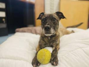 Buster - Male A Crossbreed Photo