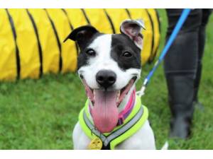 Cassie - Female Terrier Cross Photo