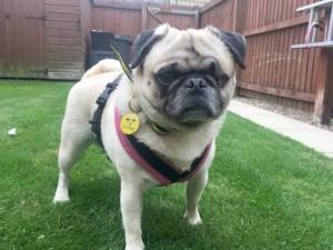 Charlie - Male Pug Photo