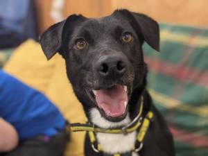 Cleo - Female Terrier Cross Photo