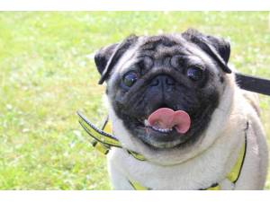 Clouseau - Male Pug Photo