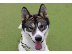 Connie - Female A Crossbreed Photo