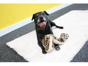 Elvis - Male Patterdale Terrier Photo