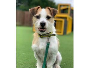 Freddie - Male Terrier Cross Photo