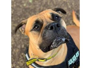 Freya - Female Mastiff: Bull Photo