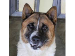 Harley - Male Akita Photo