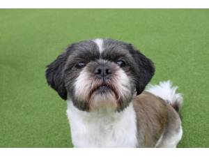 Harvey - Male Shih Tzu Photo