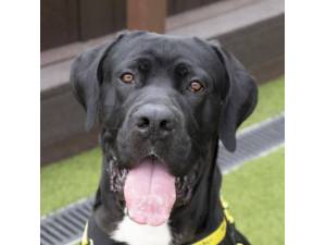 Humphrey - Male Great Dane Photo