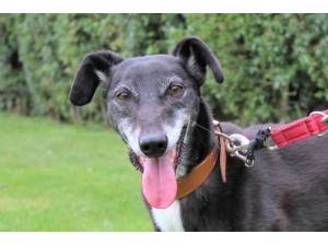 Jacko - Male Lurcher Photo