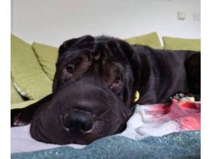 Kiki - Female Shar-Pei Photo