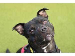 King - Male Staffordshire Bull Terrier (SBT) Photo