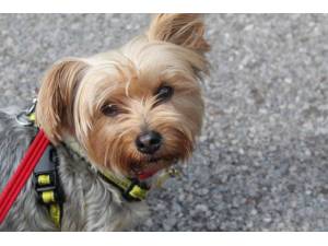 Koko - Female Terrier: Yorkshire Photo