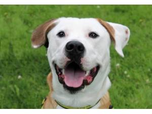 Leo - Male A Crossbreed Photo