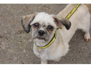 Lottie - Female Shih Tzu Photo