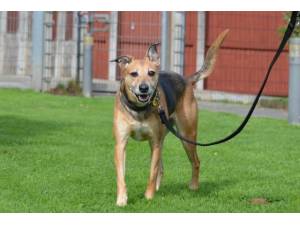 Lyanna - Female A Crossbreed Photo