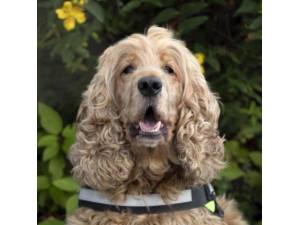 Macie - Female Cocker Spaniel Photo