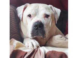 Major - Male American Bulldog Photo