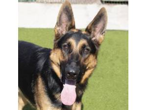 Major - Male German Shepherd Dog (GSD / Alsatian) Photo