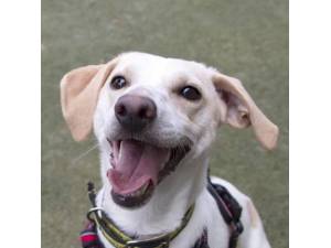 Mattie - Male Terrier Cross Photo