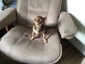 Max - Male Chihuahua: Short Hr Photo